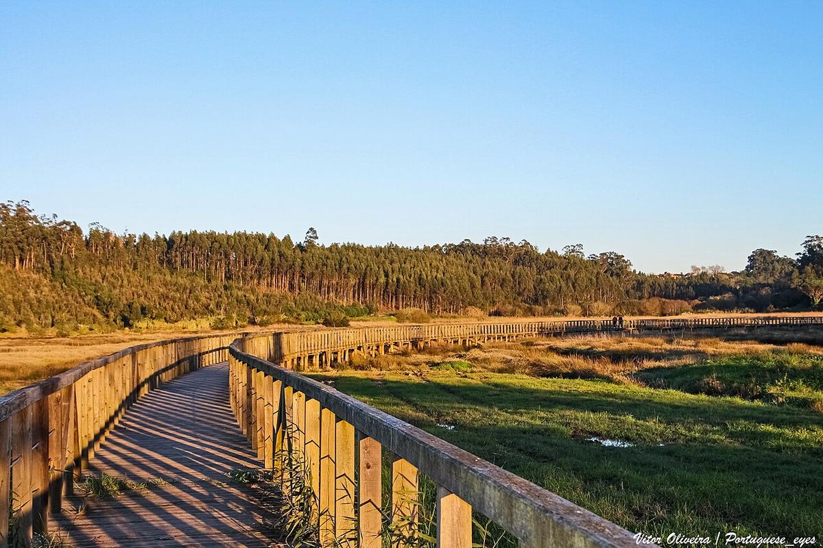 Vista de Vagos